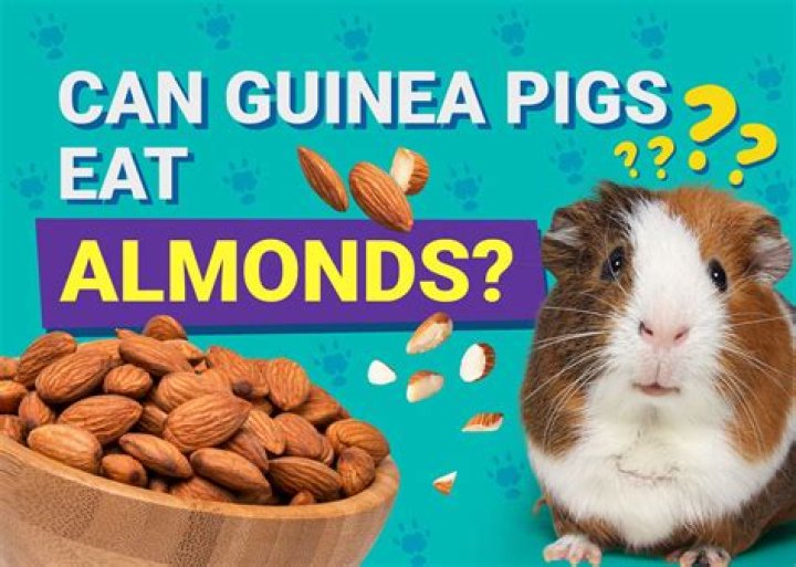 Can Guinea Pigs Eat Almonds